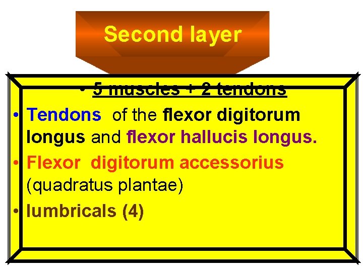 Second layer • 5 muscles + 2 tendons • Tendons of the flexor digitorum