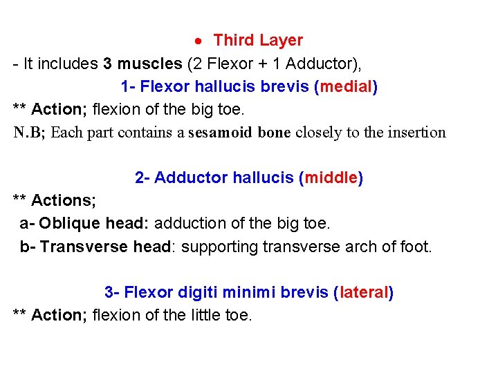  Third Layer - It includes 3 muscles (2 Flexor + 1 Adductor), 1