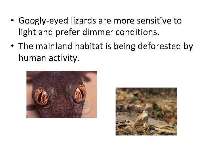  • Googly-eyed lizards are more sensitive to light and prefer dimmer conditions. •