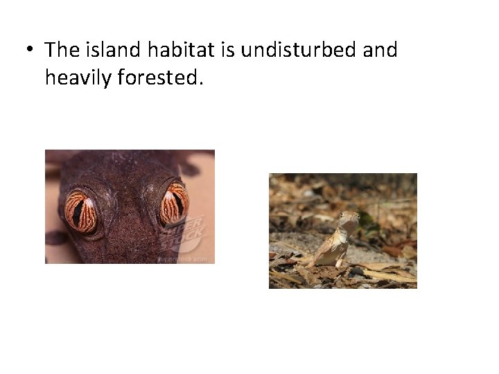  • The island habitat is undisturbed and heavily forested. 