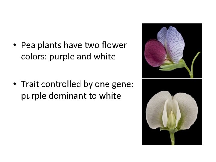  • Pea plants have two flower colors: purple and white • Trait controlled
