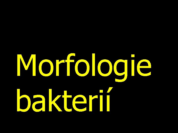 Morfologie bakterií 