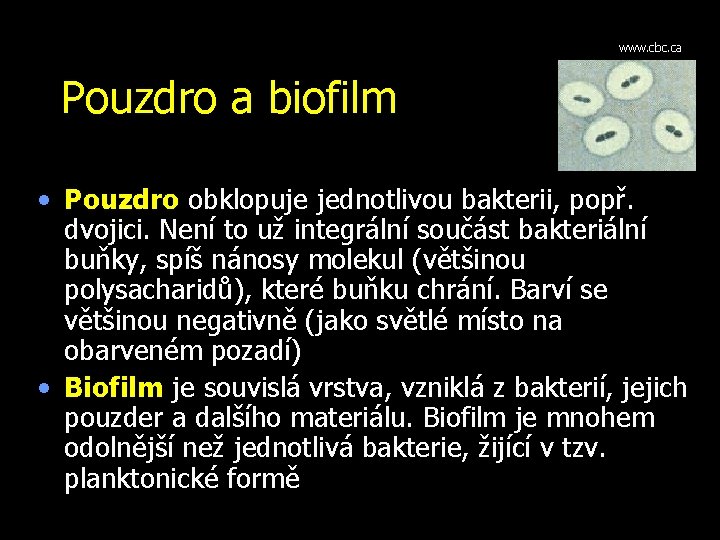 www. cbc. ca Pouzdro a biofilm • Pouzdro obklopuje jednotlivou bakterii, popř. dvojici. Není
