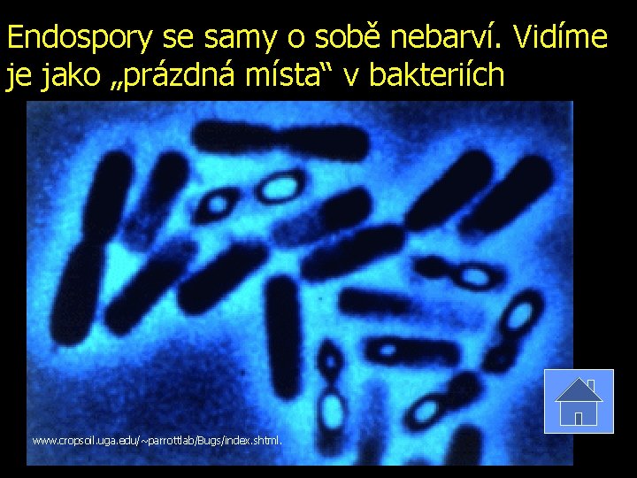 Endospory se samy o sobě nebarví. Vidíme je jako „prázdná místa“ v bakteriích www.