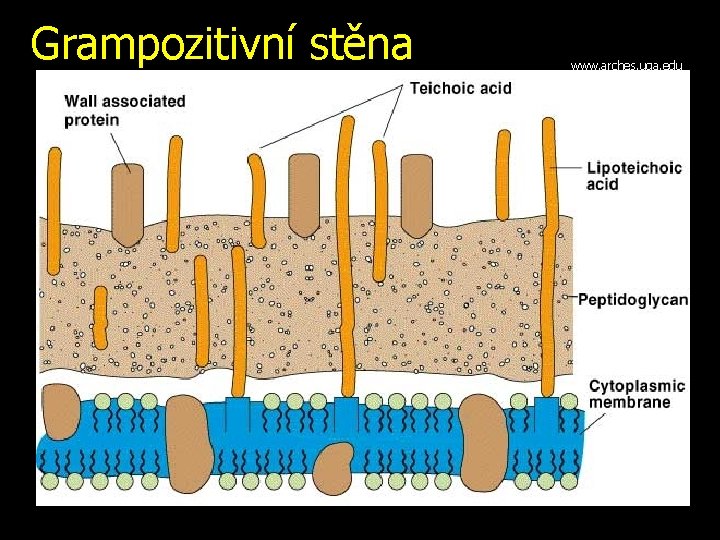 Grampozitivní stěna www. arches. uga. edu 