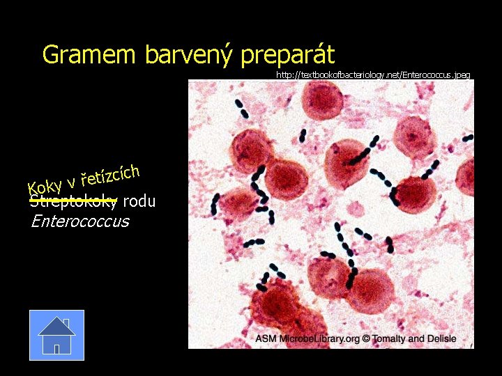 Gramem barvený preparát http: //textbookofbacteriology. net/Enterococcus. jpeg ích c z í t e ř