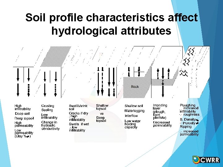 Soil profile characteristics affect hydrological attributes Soil profile characteristics affect hydrological attributes