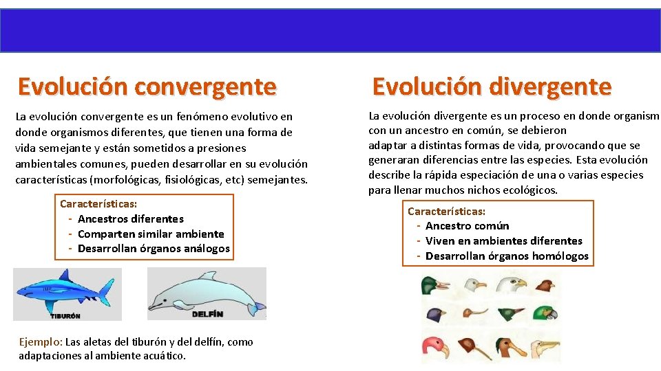 Evolución convergente La evolución convergente es un fenómeno evolutivo en donde organismos diferentes, que