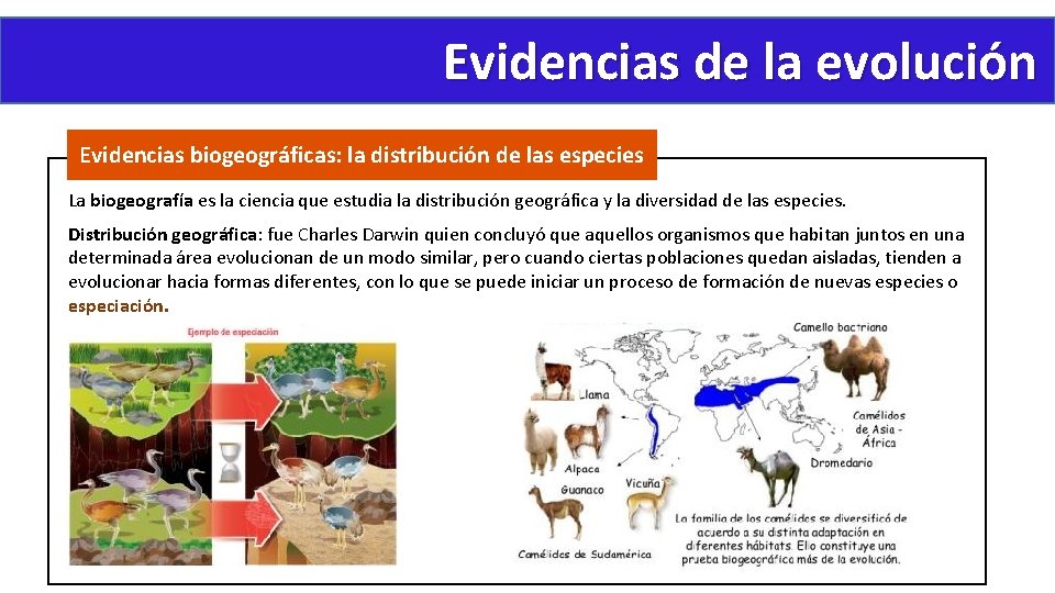 Evidencias de la evolución Evidencias biogeográficas: la distribución de las especies La biogeografía es