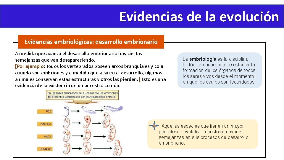 Evidencias de la evolución Evidencias embriológicas: desarrollo embrionario A medida que avanza el desarrollo