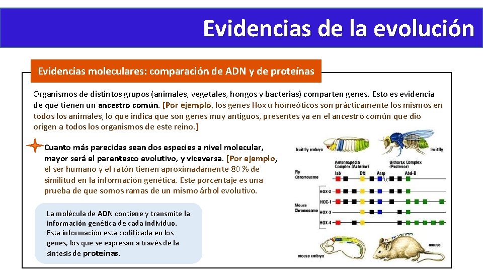 Evidencias de la evolución Evidencias moleculares: comparación de ADN y de proteínas Organismos de