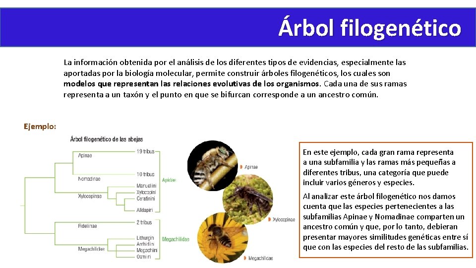 Árbol filogenético La información obtenida por el análisis de los diferentes tipos de evidencias,