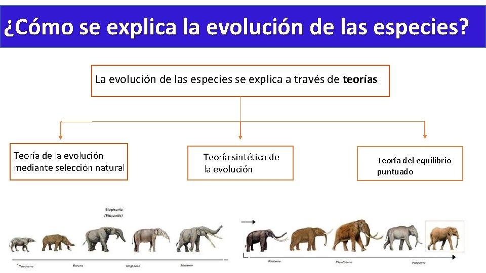 ¿Cómo se explica la evolución de las especies? La evolución de las especies se