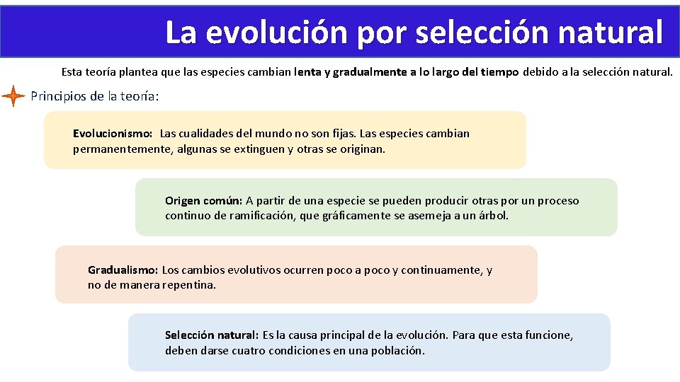 La evolución por selección natural Esta teoría plantea que las especies cambian lenta y