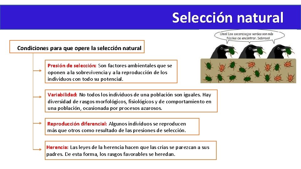 Selección natural Condiciones para que opere la selección natural Presión de selección: Son factores