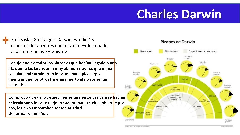 Charles Darwin En las islas Galápagos, Darwin estudió 13 especies de pinzones que habrían