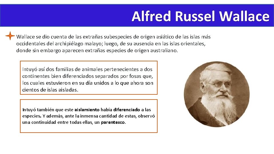 Alfred Russel Wallace se dio cuenta de las extrañas subespecies de origen asiático de