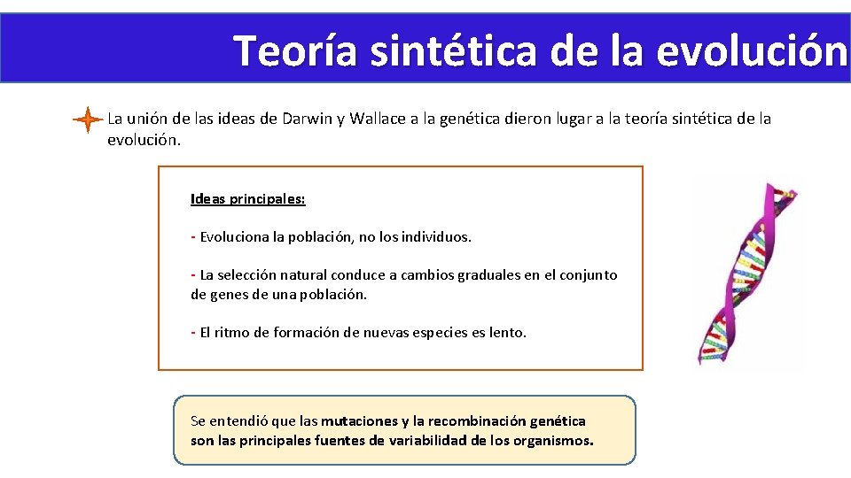 Teoría sintética de la evolución La unión de las ideas de Darwin y Wallace