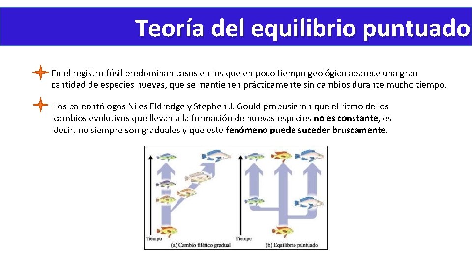 Teoría del equilibrio puntuado En el registro fósil predominan casos en los que en