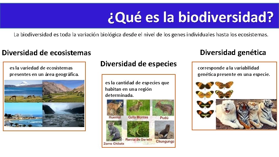 ¿Qué es la biodiversidad? La biodiversidad es toda la variación biológica desde el nivel