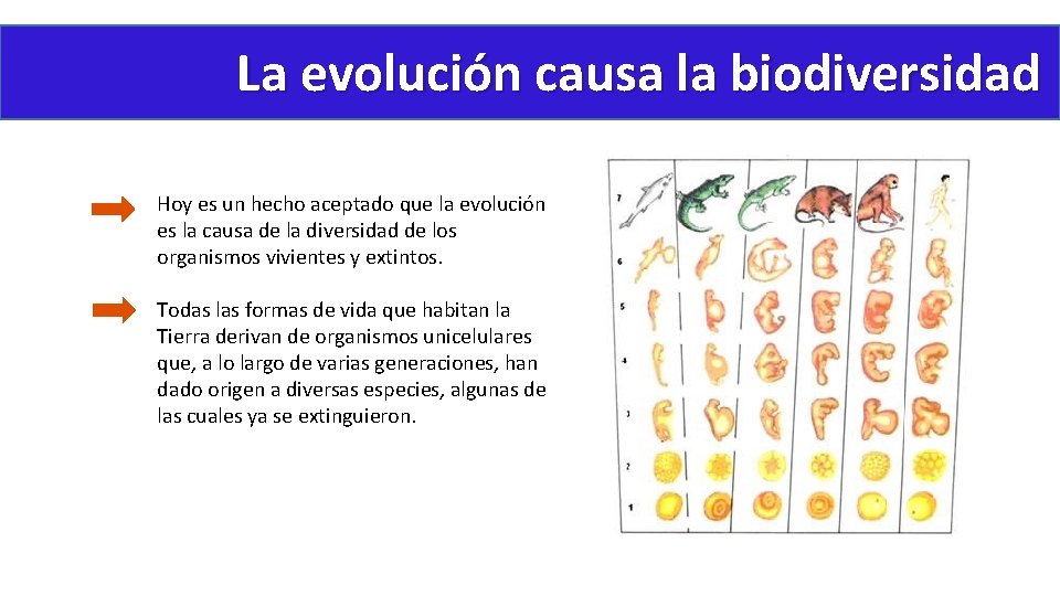 La evolución causa la biodiversidad Hoy es un hecho aceptado que la evolución es