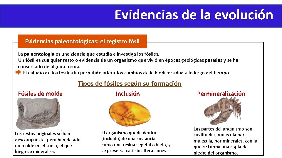 Evidencias de la evolución Evidencias paleontológicas: el registro fósil La paleontología es una ciencia