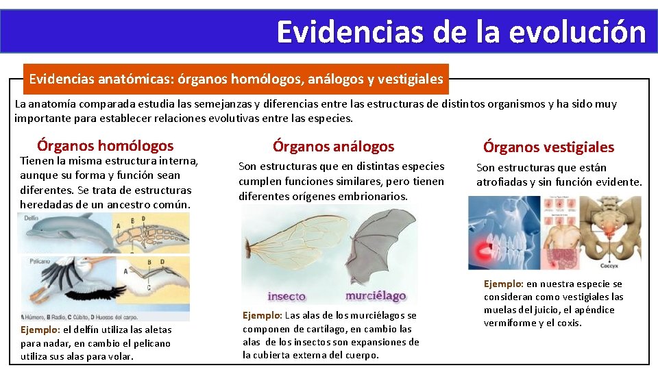 Evidencias de la evolución Evidencias anatómicas: órganos homólogos, análogos y vestigiales La anatomía comparada