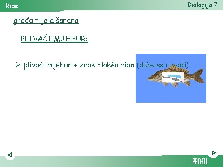 Biologija 7 Ribe građa tijela šarana PLIVAĆI MJEHUR: Ø plivaći mjehur + zrak =lakša