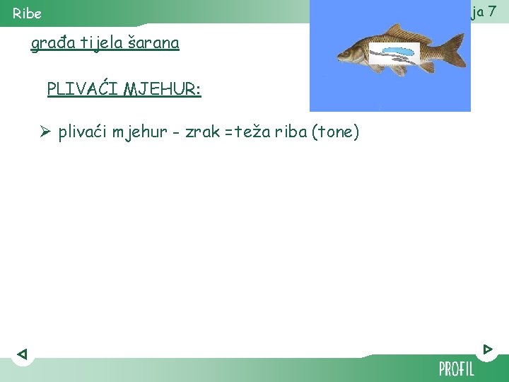 Biologija 7 Ribe građa tijela šarana PLIVAĆI MJEHUR: Ø plivaći mjehur - zrak =