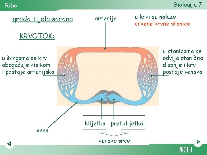 Biologija 7 Ribe građa tijela šarana arterija u krvi se nalaze crvene krvne stanice