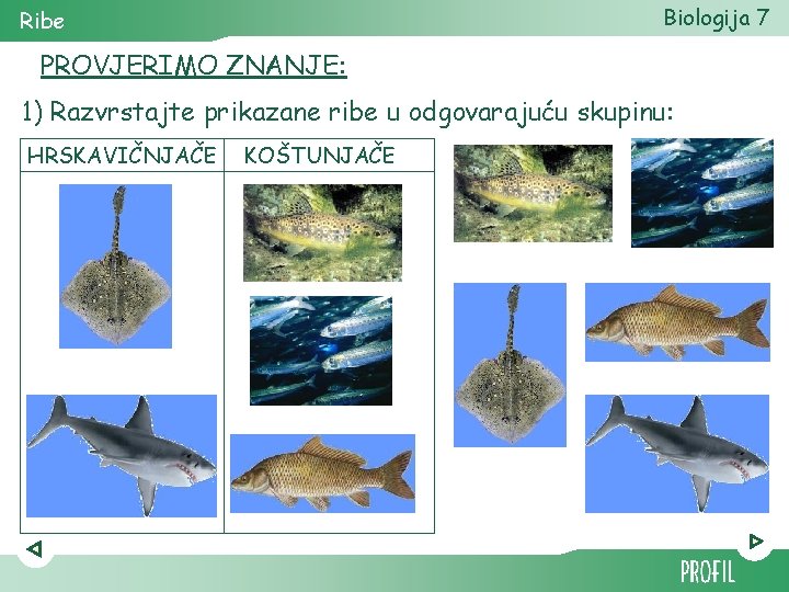 Biologija 7 Ribe PROVJERIMO ZNANJE: 1) Razvrstajte prikazane ribe u odgovarajuću skupinu: HRSKAVIČNJAČE KOŠTUNJAČE