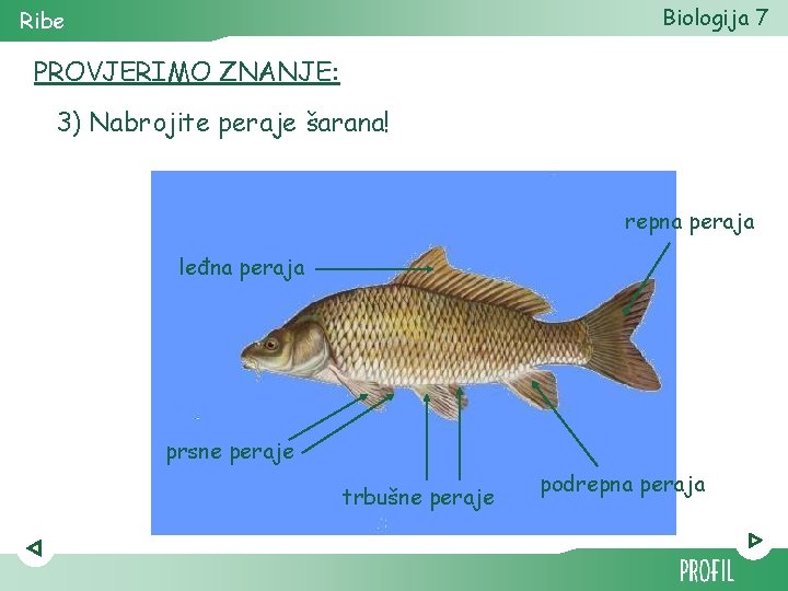 Biologija 7 Ribe PROVJERIMO ZNANJE: 3) Nabrojite peraje šarana! repna peraja leđna peraja prsne