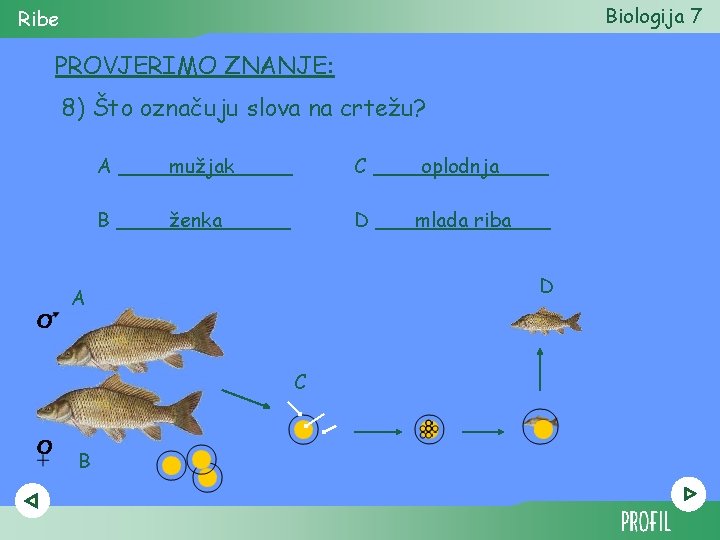 Biologija 7 Ribe PROVJERIMO ZNANJE: 8) Što označuju slova na crtežu? A _______ mužjak