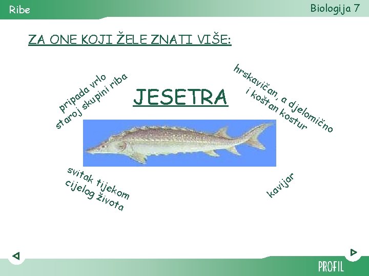 Biologija 7 Ribe ZA ONE KOJI ŽELE ZNATI VIŠE: lo iba r v ir