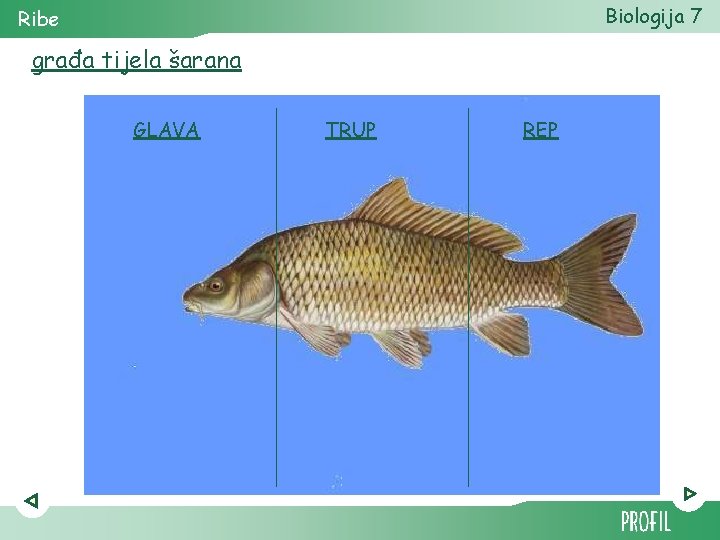 Biologija 7 Ribe građa tijela šarana GLAVA TRUP REP 