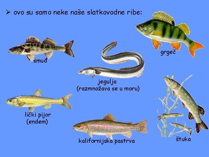 Ø ovo su samo neke naše slatkovodne ribe: grgeč smuđ jegulja (razmnožava se u