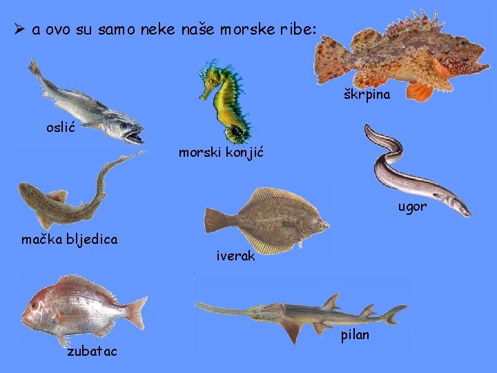 Ø a ovo su samo neke naše morske ribe: škrpina oslić morski konjić ugor