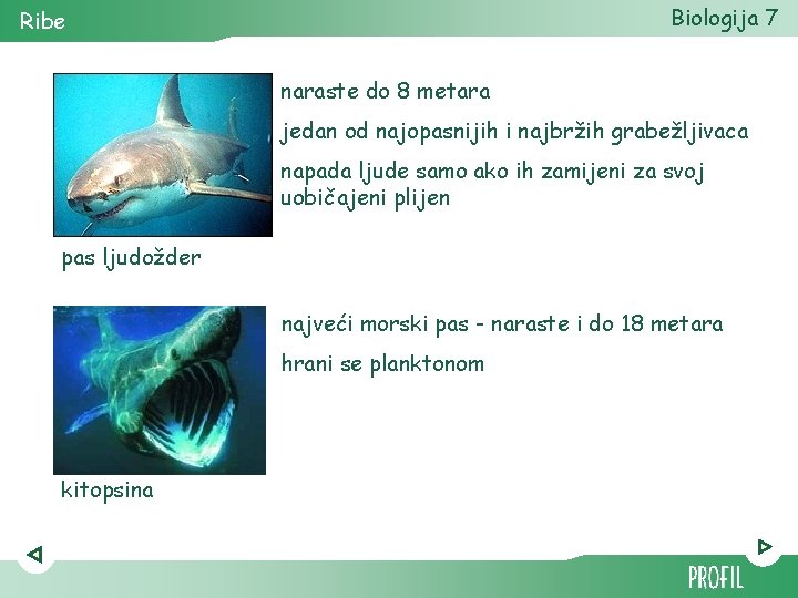 Biologija 7 Ribe naraste do 8 metara jedan od najopasnijih i najbržih grabežljivaca napada