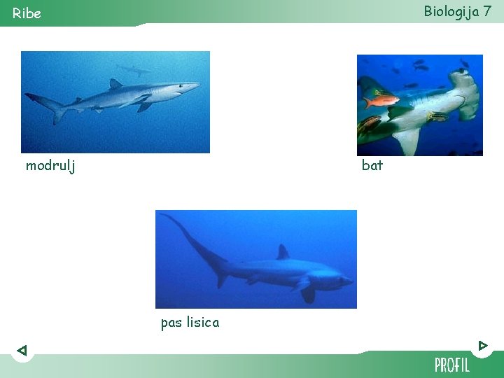 Biologija 7 Ribe modrulj bat pas lisica 