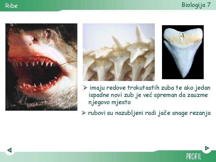 Ribe Biologija 7 Ø imaju redove trokutastih zuba te ako jedan ispadne novi zub