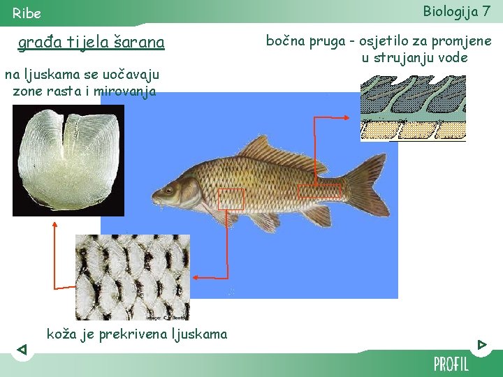 Biologija 7 Ribe građa tijela šarana na ljuskama se uočavaju zone rasta i mirovanja