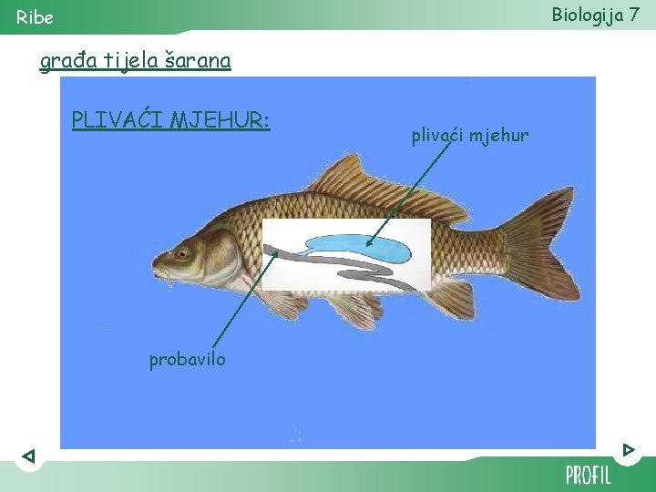 Biologija 7 Ribe građa tijela šarana PLIVAĆI MJEHUR: probavilo plivaći mjehur 