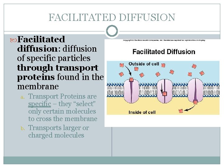 FACILITATED DIFFUSION Facilitated diffusion: diffusion of specific particles through transport proteins found in the