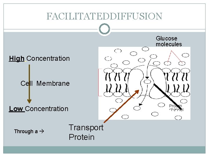 FACILITATEDDIFFUSION Glucose molecules High Concentration High Cell Membrane Protein channel Low Concentration Through a