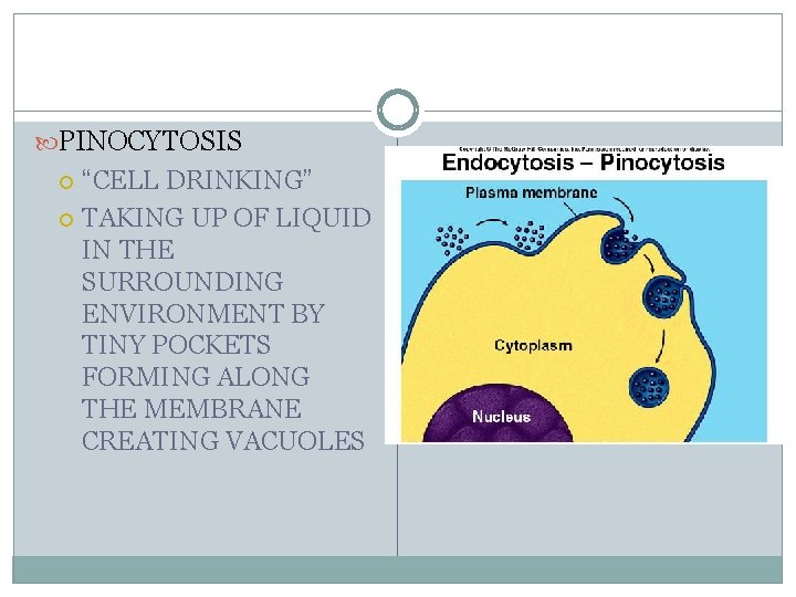  PINOCYTOSIS “CELL DRINKING” TAKING UP OF LIQUID IN THE SURROUNDING ENVIRONMENT BY TINY