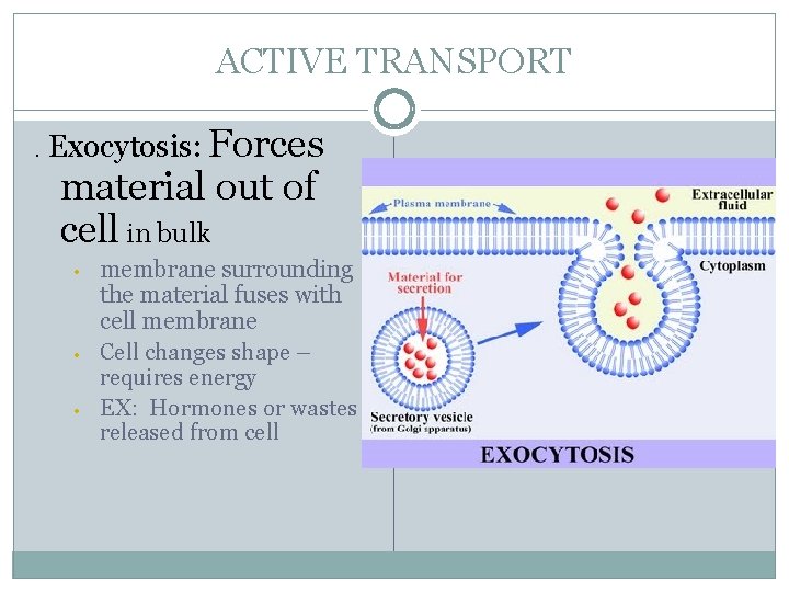 ACTIVE TRANSPORT. Exocytosis: Forces material out of cell in bulk • • • membrane