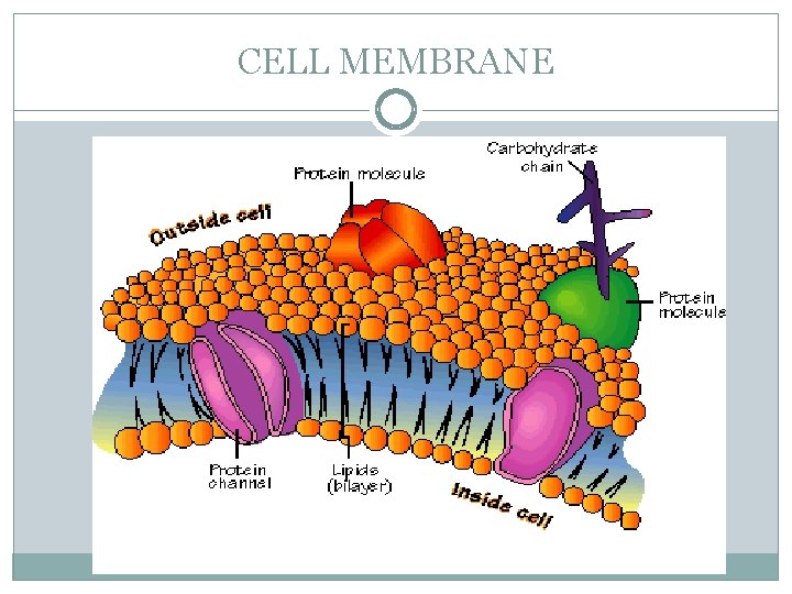 CELL MEMBRANE 