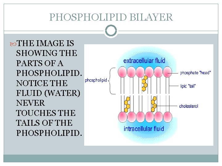 PHOSPHOLIPID BILAYER THE IMAGE IS SHOWING THE PARTS OF A PHOSPHOLIPID. NOTICE THE FLUID