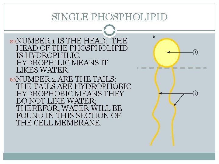 SINGLE PHOSPHOLIPID NUMBER 1 IS THE HEAD: THE HEAD OF THE PHOSPHOLIPID IS HYDROPHILIC