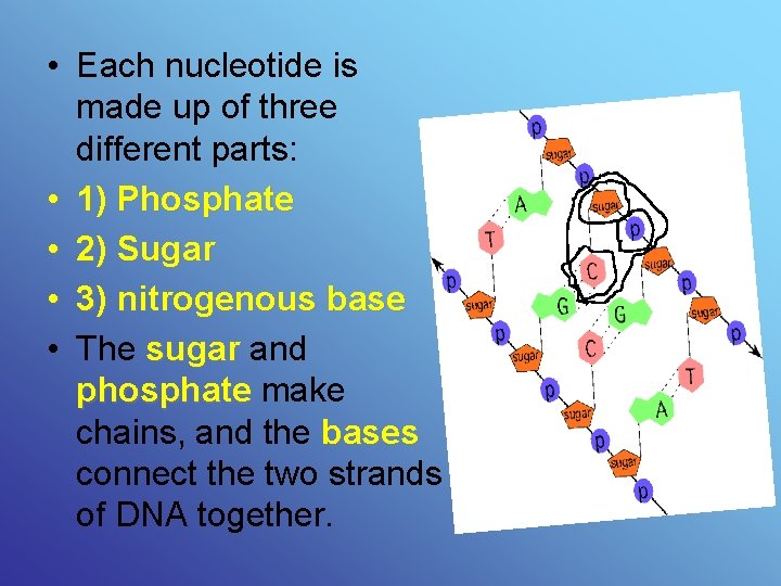  • Each nucleotide is made up of three different parts: • 1) Phosphate